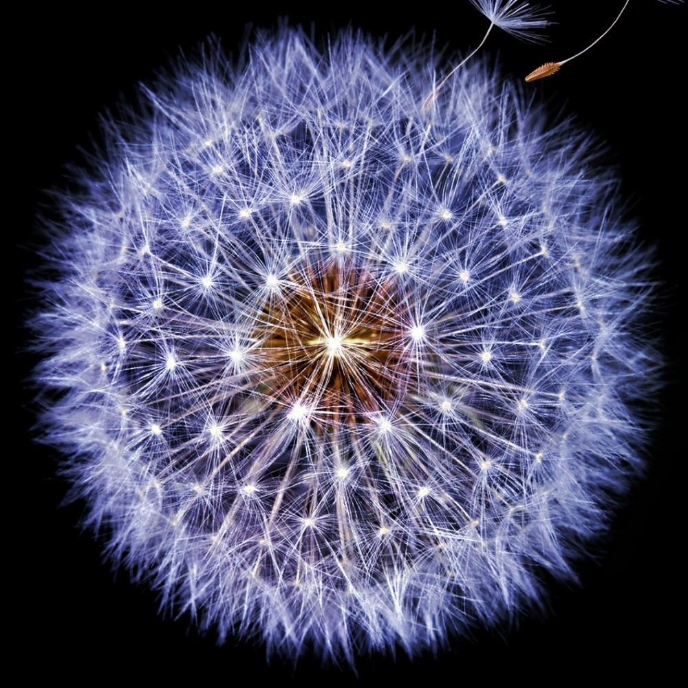 Meet your Posher, Javanni